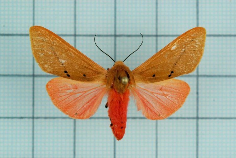 Spilosoma wilemani