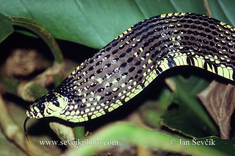Spilotes pullatus Picture of uovka brazilsk Spilotes pullatus Tiger rat Snake