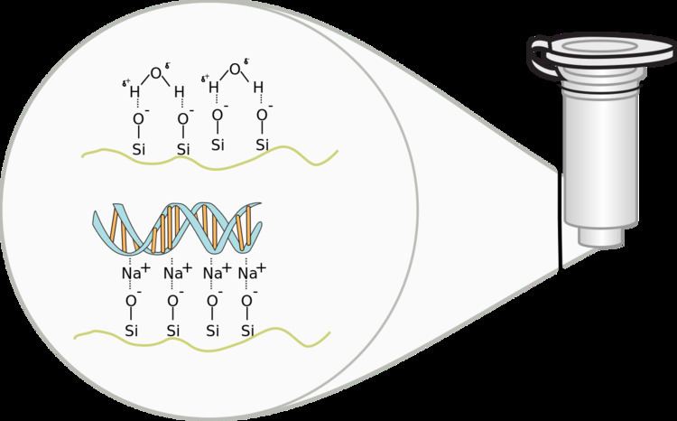 Spin column-based nucleic acid purification