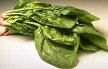 Spinach in the United States