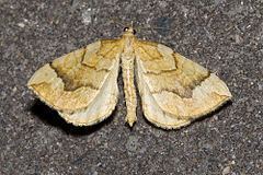 Spinach (moth) httpsuploadwikimediaorgwikipediacommonsthu