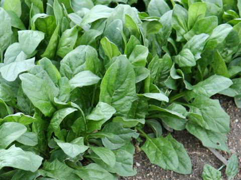 Spinacia AGRiCuLTuRe HoRTiCuLTuRe Shine the Light on Spinach Spinacia