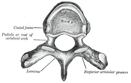 Spinal canal