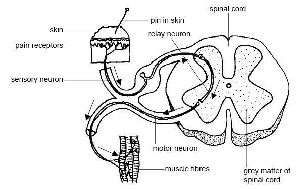 Spinal interneuron