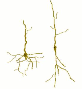 Spindle neuron