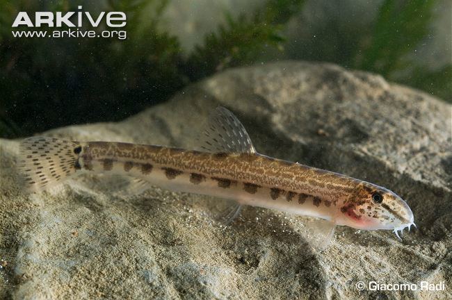 Spined loach Spined loach photo Cobitis taenia A23001 ARKive