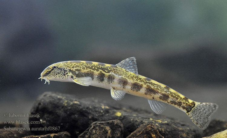 Spined loach Golden spined loach Sabanejewia balcanica
