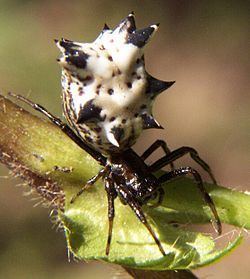 Spined micrathena httpsuploadwikimediaorgwikipediacommonsthu