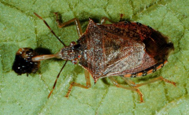 Spined soldier bug Midwest Biological Control News