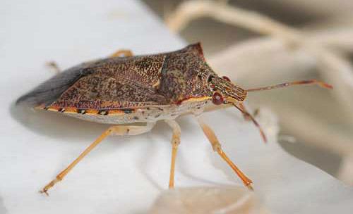 Spined soldier bug spined soldier bug Podisus maculiventris Say