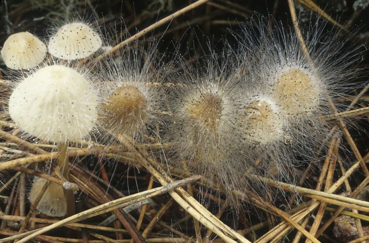 Spinellus fusiger California Fungi Spinellus fusiger