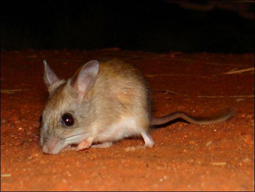 Spinifex hopping mouse Fauna Spinifex Hopping Mouse Notomys alexis Images Australia