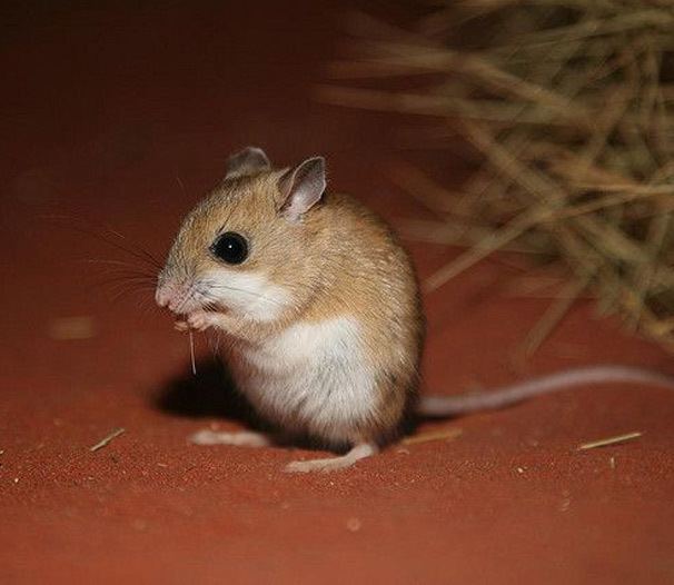 Spinifex hopping mouse longitude131comaufiles201311fauna8jpg