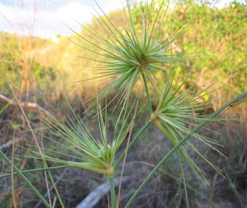 Spinifex longifolius Bush Tree Showcase