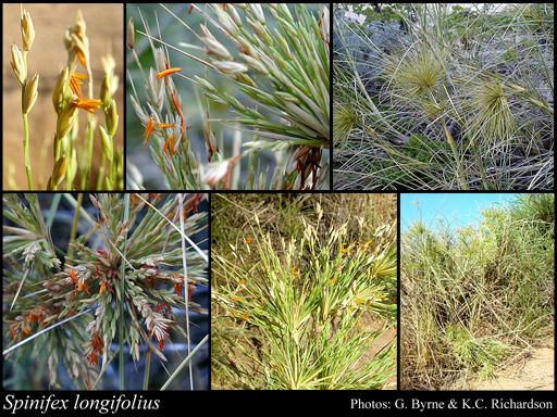 Spinifex longifolius Spinifex longifolius RBr FloraBase Flora of Western Australia