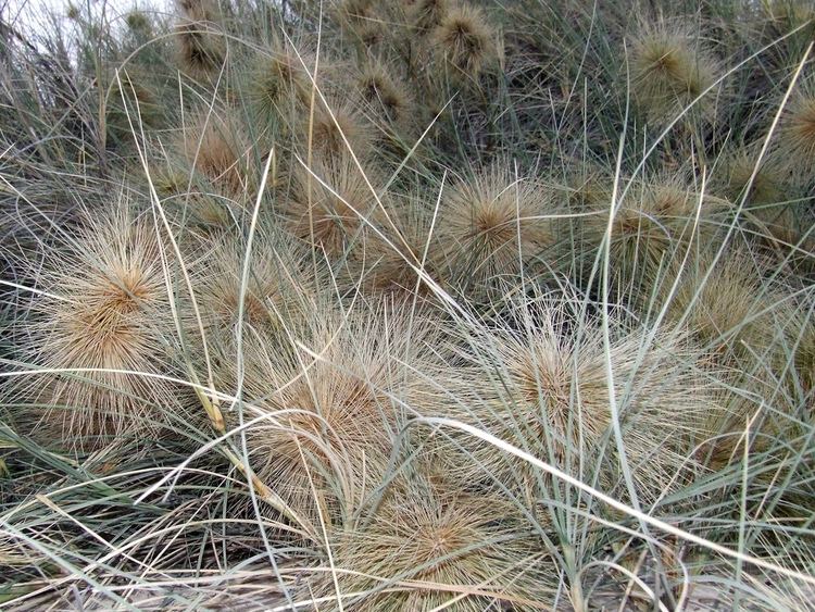 Spinifex longifolius Spinifex grass Slongifolius Beach Spinifex grass DSCF7323 Flickr