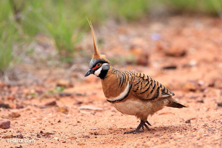 Spinifex pigeon Let39s do Some Zoology Spinifex Pigeon Geophaps plumifera a