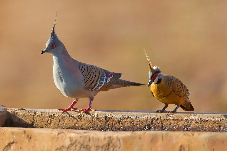 Spinifex pigeon FileCrested pigeons and spinifex pigeonsjpg Wikimedia Commons