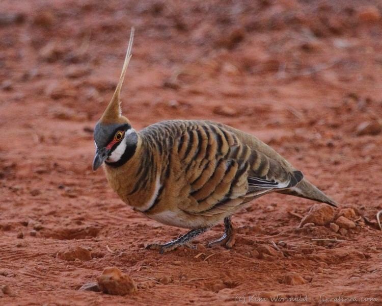 Spinifex pigeon Outback Doves and Pigeons lirralirra