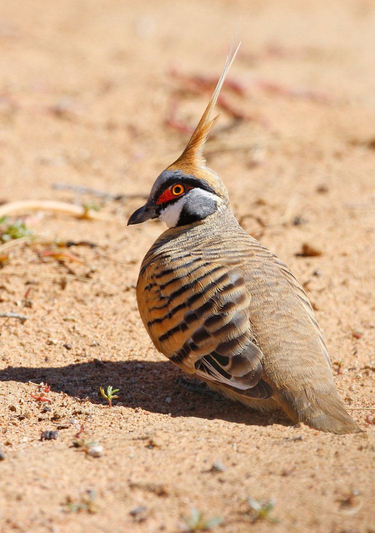 Spinifex pigeon Spinifex Pigeon Geophaps plumifera