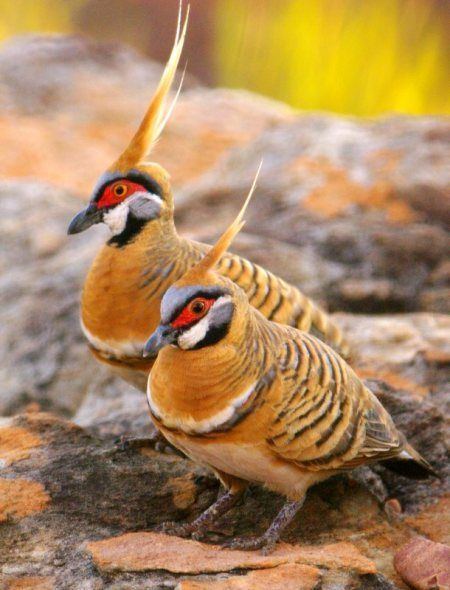 Spinifex pigeon The Spinifex Pigeon is a bird found in Australia There are only two