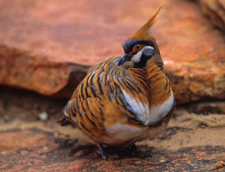 Spinifex pigeon Spinifex Pigeonquot by naturalnomad Redbubble