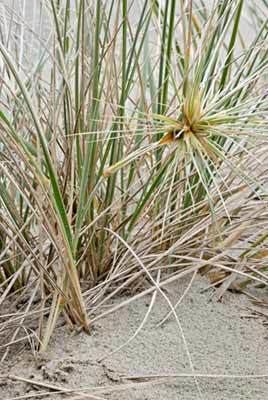 Spinifex sericeus wwwnzpcnorgnzfloraimageslargeSpinifexseric