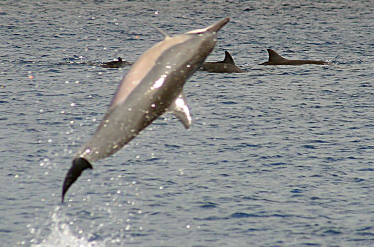 Spinner dolphin Spinner dolphin Wikipedia