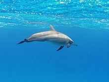 Spinner dolphin httpsuploadwikimediaorgwikipediacommonsthu