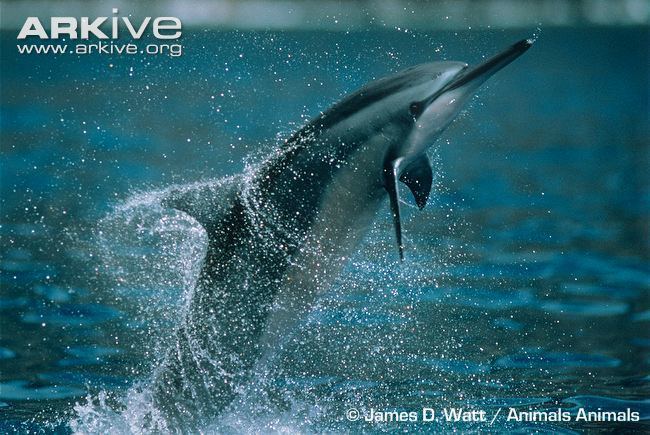 Spinner dolphin Spinner dolphin videos photos and facts Stenella longirostris