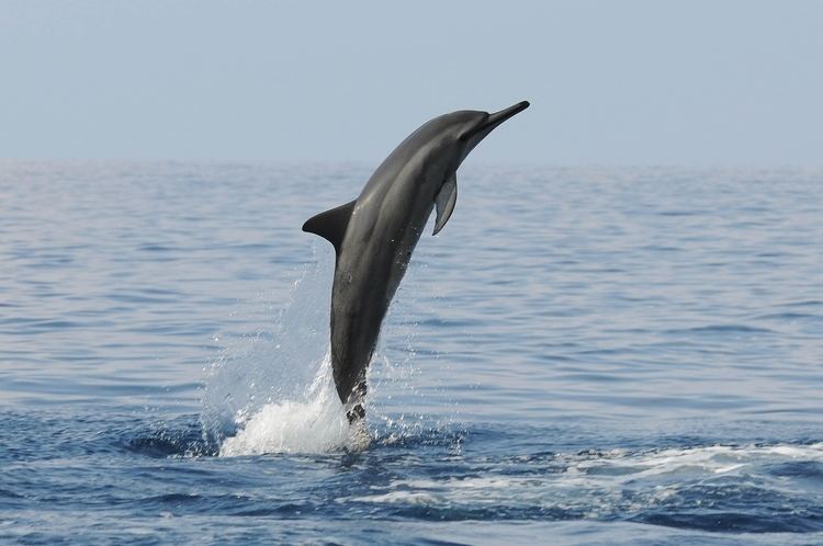Spinner dolphin Spinner Dolphin Facts History Useful Information and Amazing Pictures