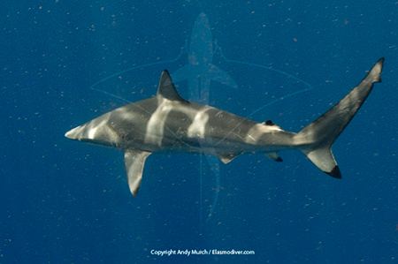 Spinner shark Spinner Sharks Carcharhinus brevipinna MarineBioorg