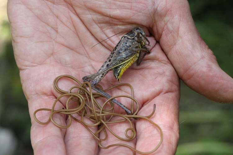 Spinochordodes tellinii Animals that go to War Love Nature