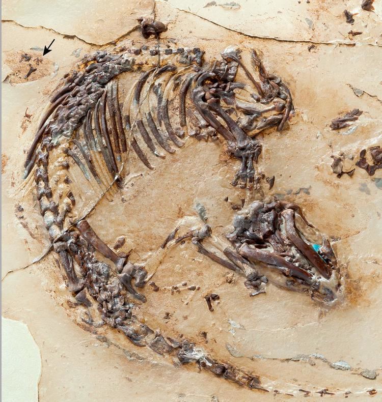 Spinolestes Spinolestes xenarthrosus Cretaceous Fossil Reveals Early Evolution