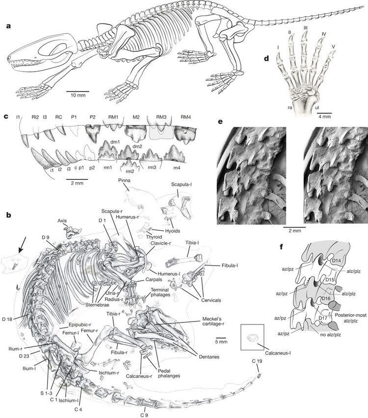 Spinolestes New Early Cretaceous gobiconodontid Spinolestes xenarthrosus A