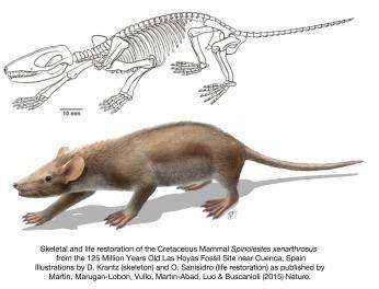 Spinolestes 125 millionyearold fossil reveals early mammalian hair and spines