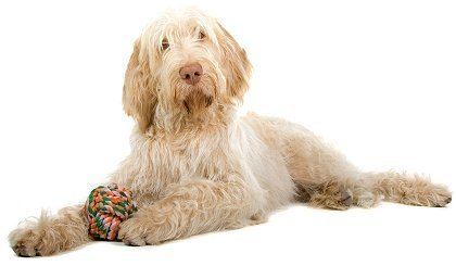 Spinone Italiano Italian Spinoni What39s Good About 39Em What39s Bad About 39Em