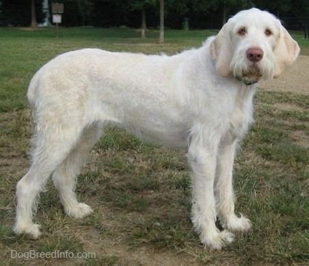 Spinone Italiano Spinone Italiano Dog Breed Information and Pictures