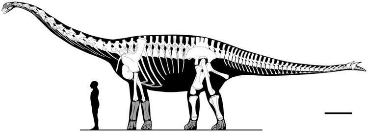 Spinophorosaurus Spinophorosaurus Sauropod Vertebra Picture of the Week