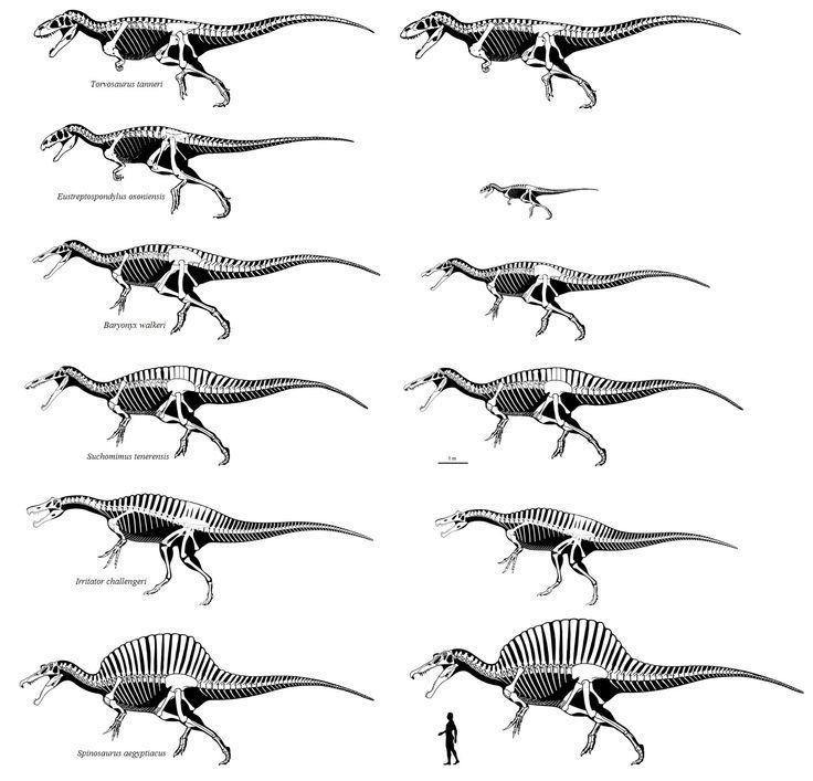 Spinosauridae 17 images about DINOSAURICON SSPINOSAURIDAEfamily on Pinterest