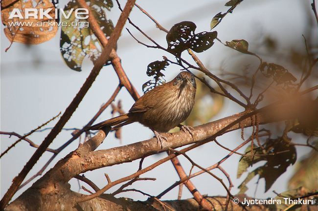 Spiny babbler Spiny babbler videos photos and facts Turdoides nipalensis ARKive