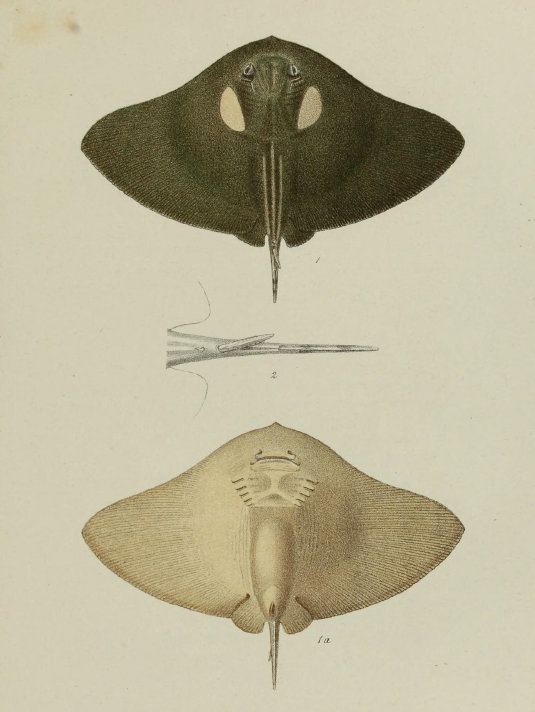 Spiny butterfly ray sharkreferencescomimagesspeciesPteroplateabi