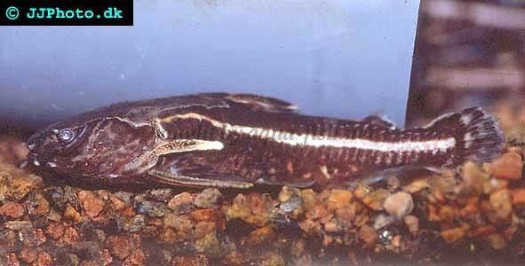 Spiny catfish httpsenaquafishnetimgsfishspinycatfish2jpg