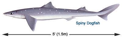 Spiny dogfish Dogfish