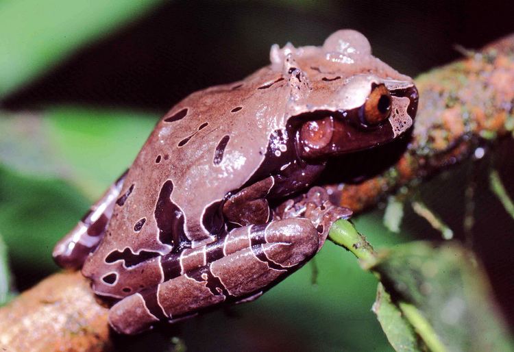 Spiny-headed tree frog httpsuploadwikimediaorgwikipediacommons22