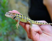 Spiny lizard httpsuploadwikimediaorgwikipediacommonsthu