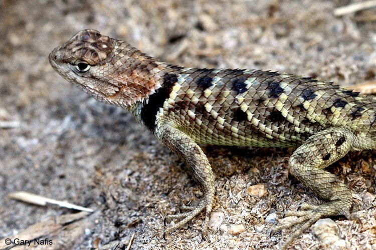 Spiny lizard Desert Spiny Lizard Sceloporus magister