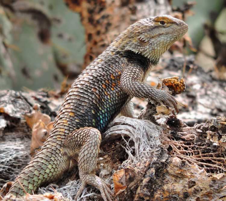 Spiny lizard Desert Spiny Lizard Tucson Herpetological Society