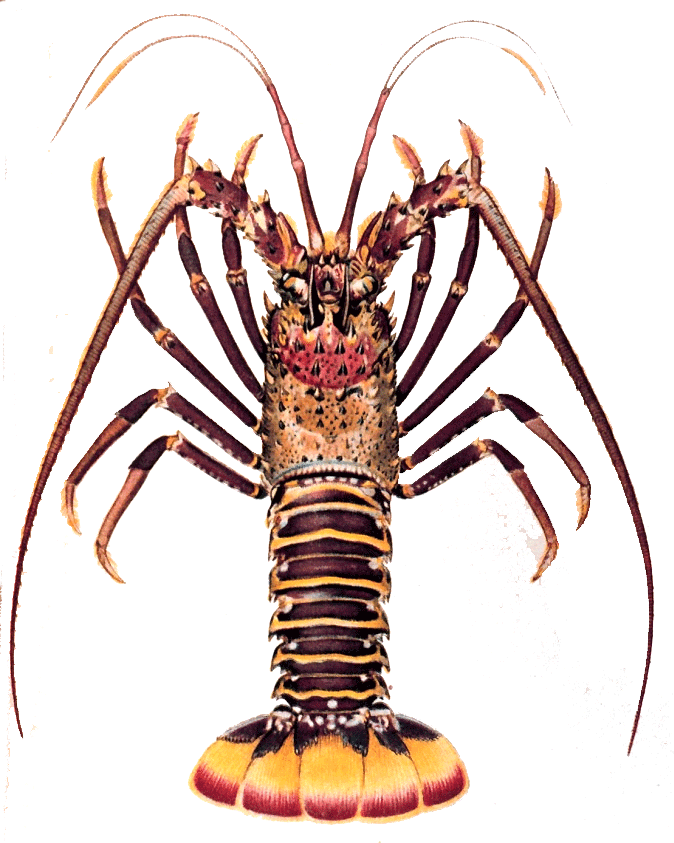 Spiny lobster wwwfooduniversitycomfooduseafoodcresourcess