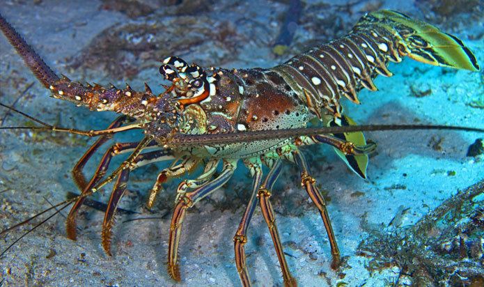 Spiny lobster Fun Facts About Florida Stone Crabs amp Spiny Lobsters